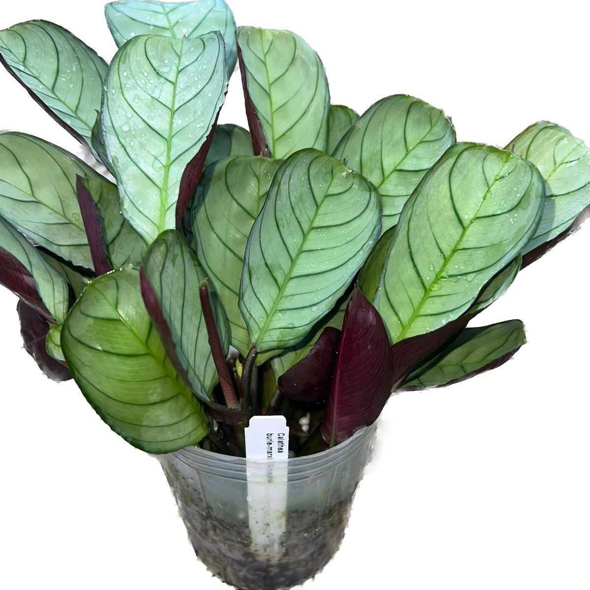 Calathea burle-marxii 'Amagris' - Tiger Striped Prayer Plant