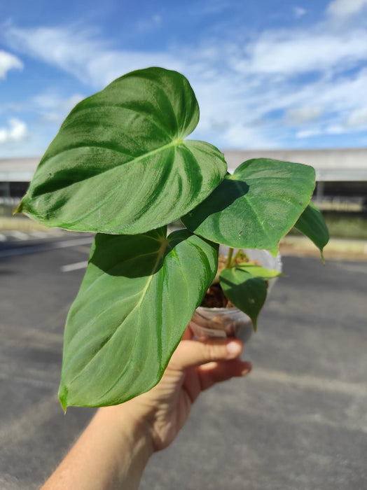 philodendron verrucosum 2 Philodendron verrucosum 2 x Philodendron pastazanum (seedling)