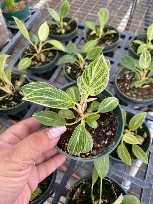 Philodendron Birkin 'floral' (seedling)
