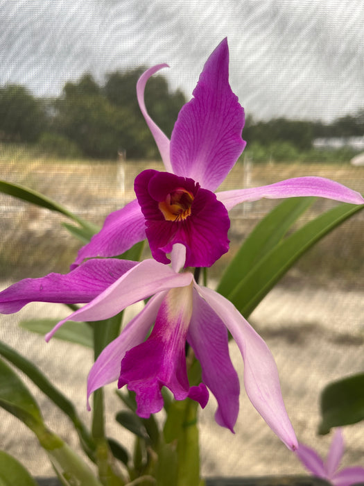 Laeliocattleya Edissa
