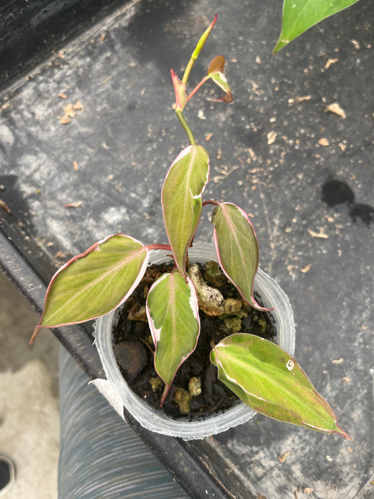 Philodendron micans variegated