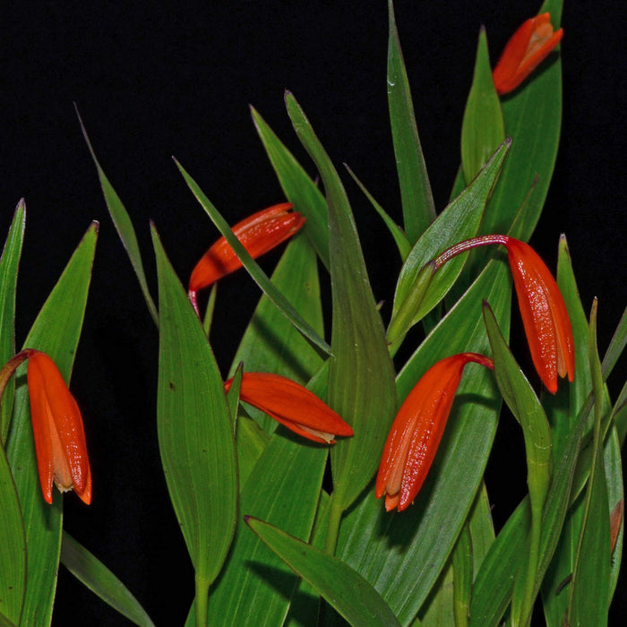 Sobralia crocea