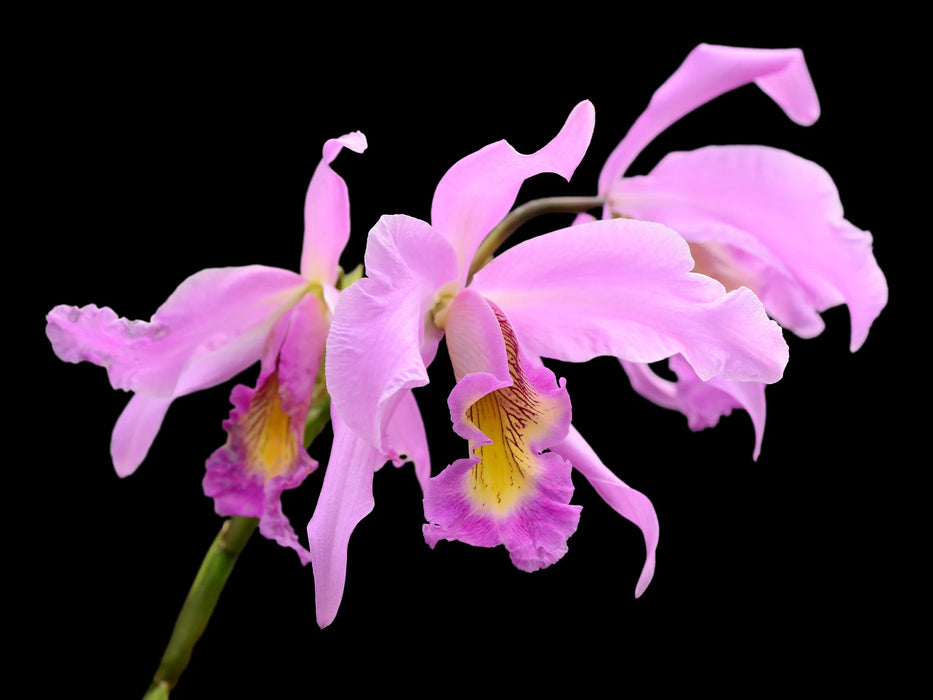 Laeliocattleya Denisii