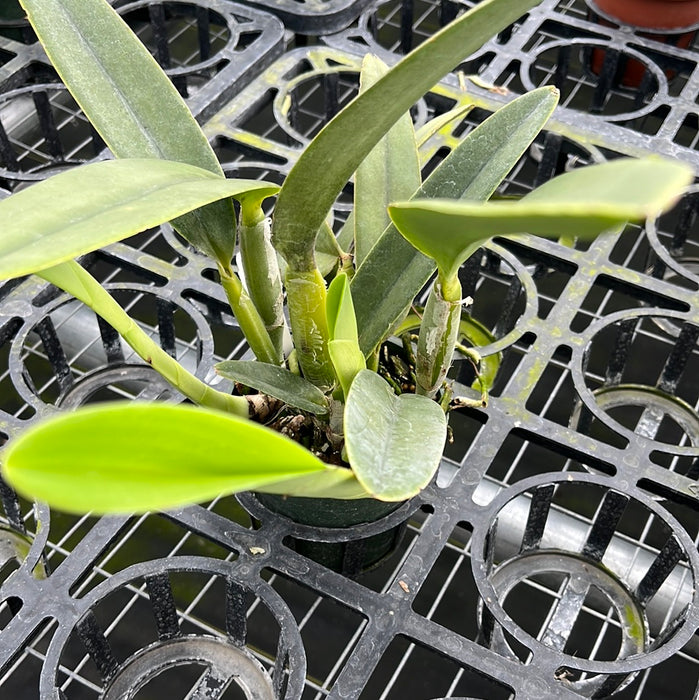 Cattleya maxima semialba 'Striata'