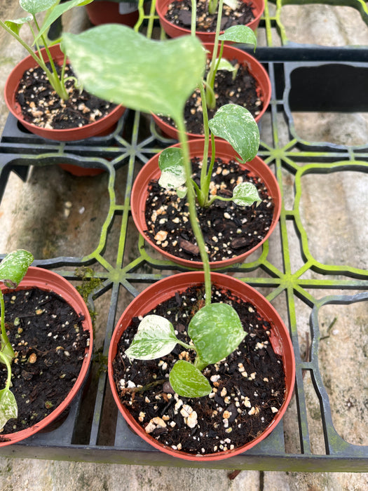 Monstera mint variegated - seedling