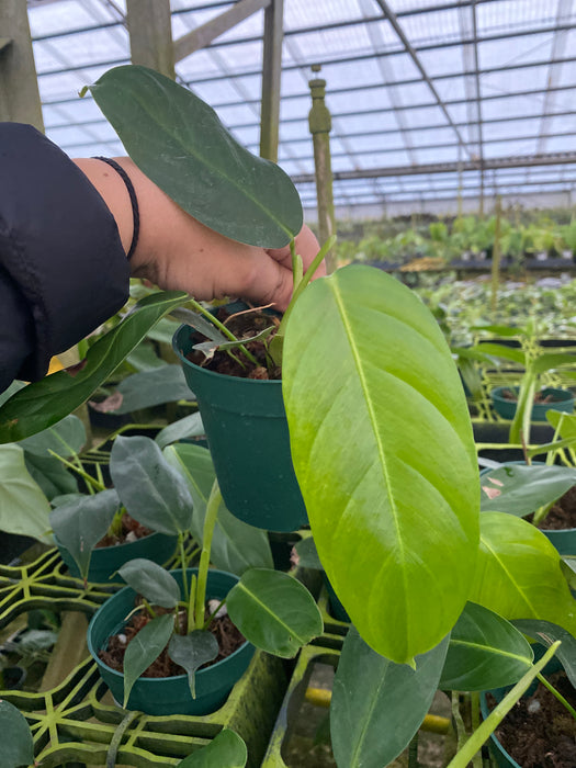philodendron heterocraspedon x scherberichii Philodendron scherberichii Ecuagenera x Philodendron patriciae (seedling)