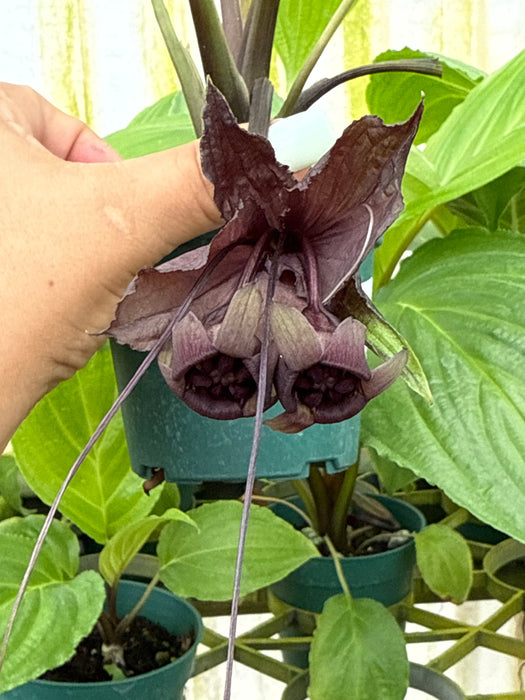 Tacca chantrieri (Black Bat)