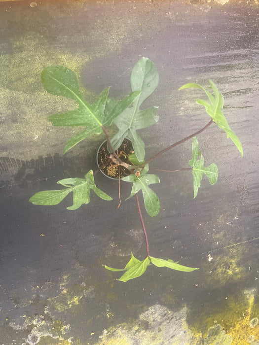 Philodendron Florida Green