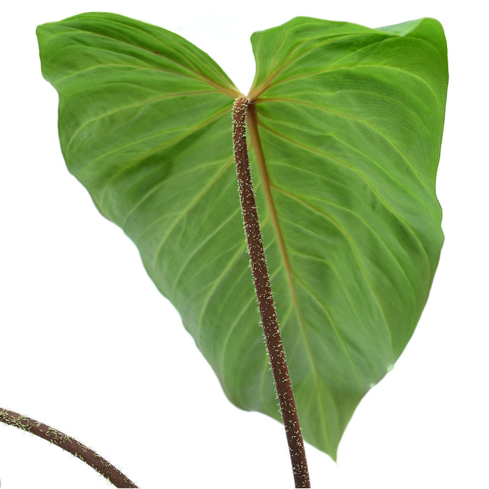 Philodendron verrucosum J.C.L.