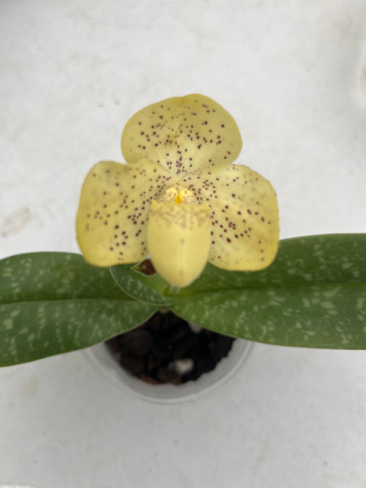 Paphiopedilum concolor