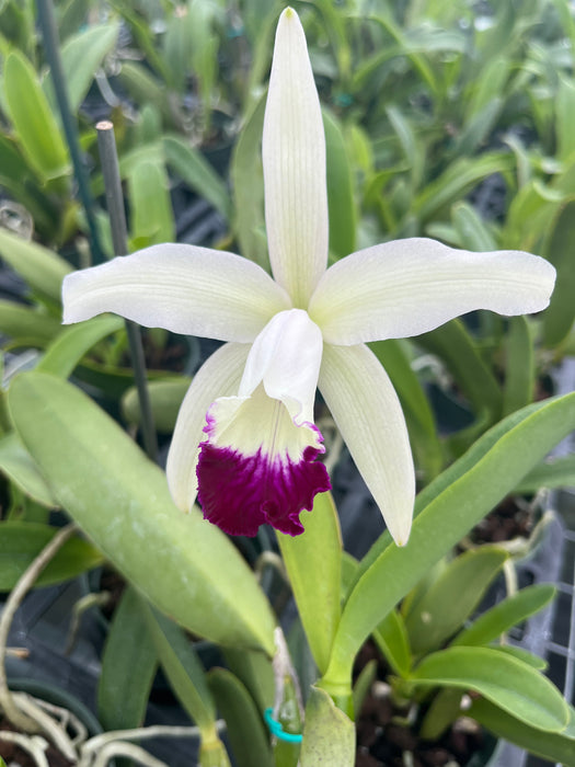 Cattleya x irrorata 'Aquimi-alba x purple lip'