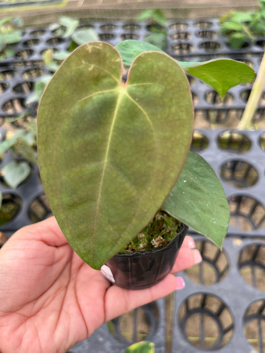 Anthurium Velvet Abyss (S)