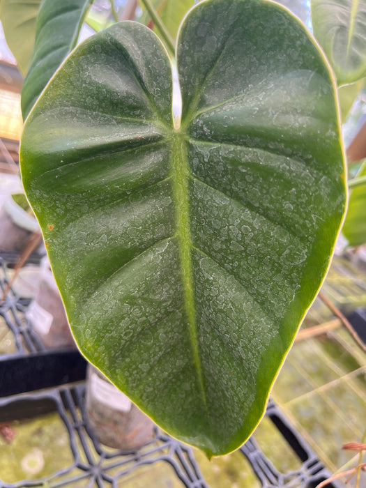 philodendron strictum Philodendron strictum