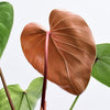 Philodendron lynamii (S)