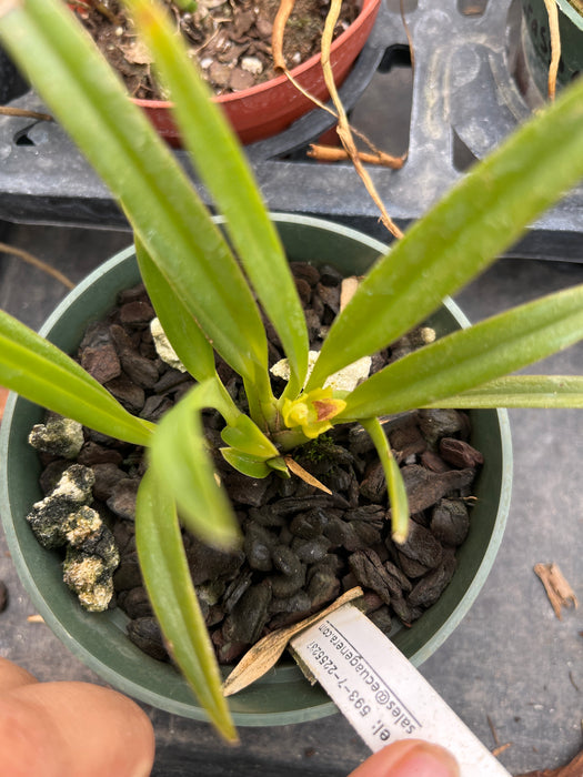 Maxillaria crassifolia