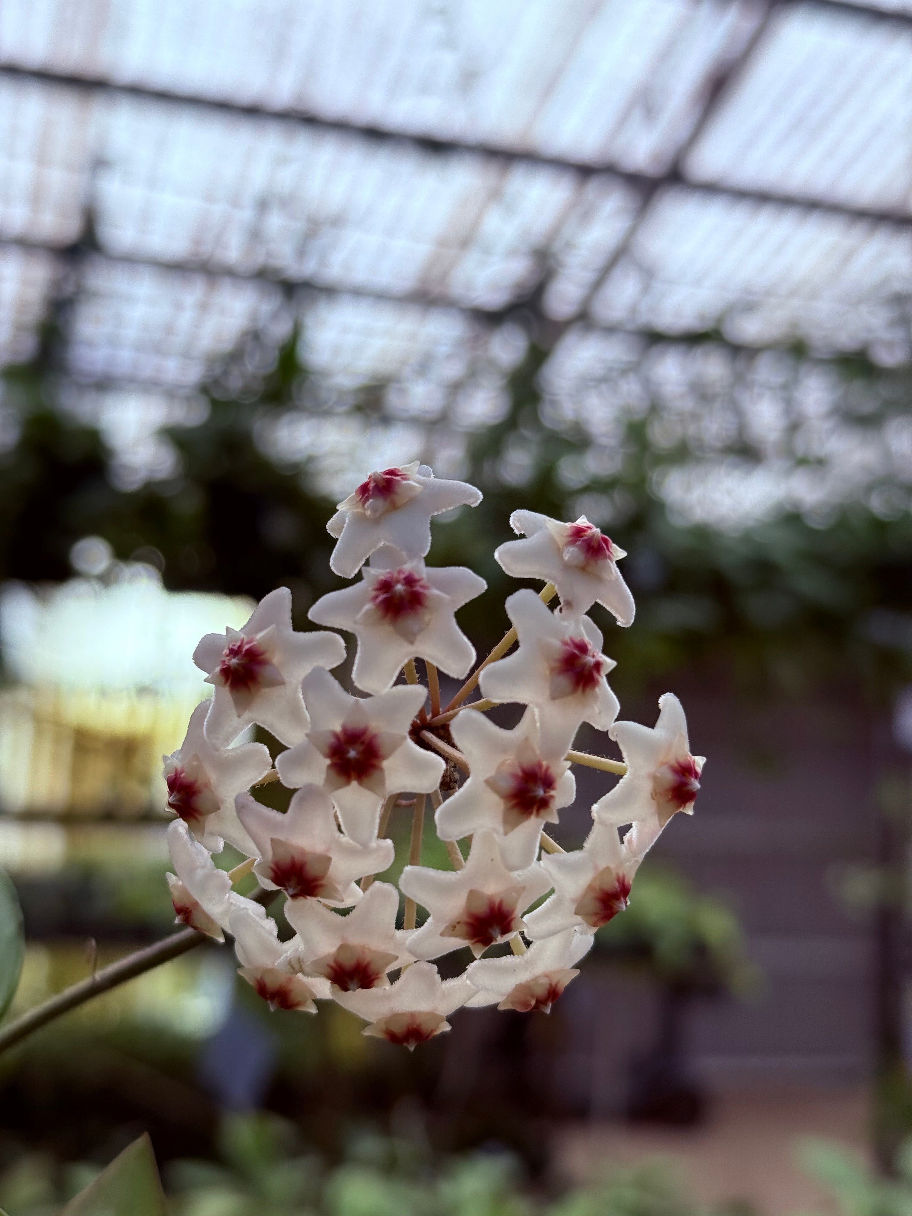 Hoya carnosa pink chart - Pink-Flowered Wax Plant | Ecuagenera USA
