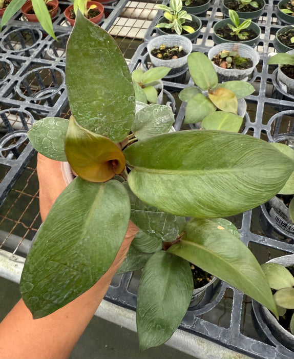 Philodendron Black Cardinal (S)
