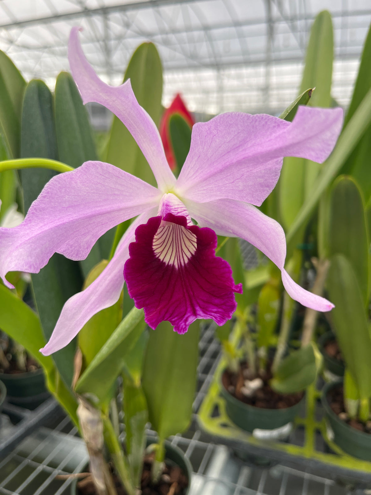 Laelia Purpurata Ecuagenera X Vinicolor Inti — Ecuagenera USA Corp