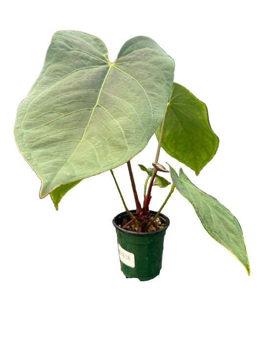 Anthurium Andean Night x Anthurium Cuyabeno Soul