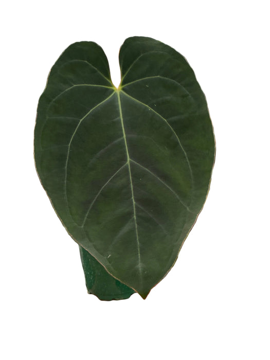 Anthurium Shuar Soul 'Inverse crossing' x Anthurium dressleri