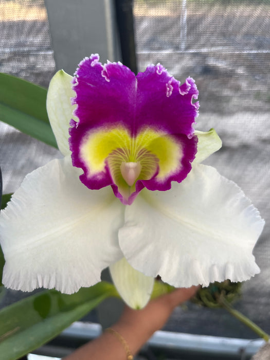 Potinara Nonthaburi Fancy x Pot. Phiti X Blc. Success Dream Miracles