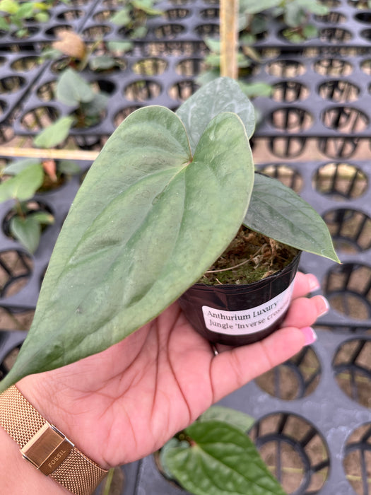 anthurium mini jungle Anthurium Luxury Jungle 'Inverse crossing' (S)