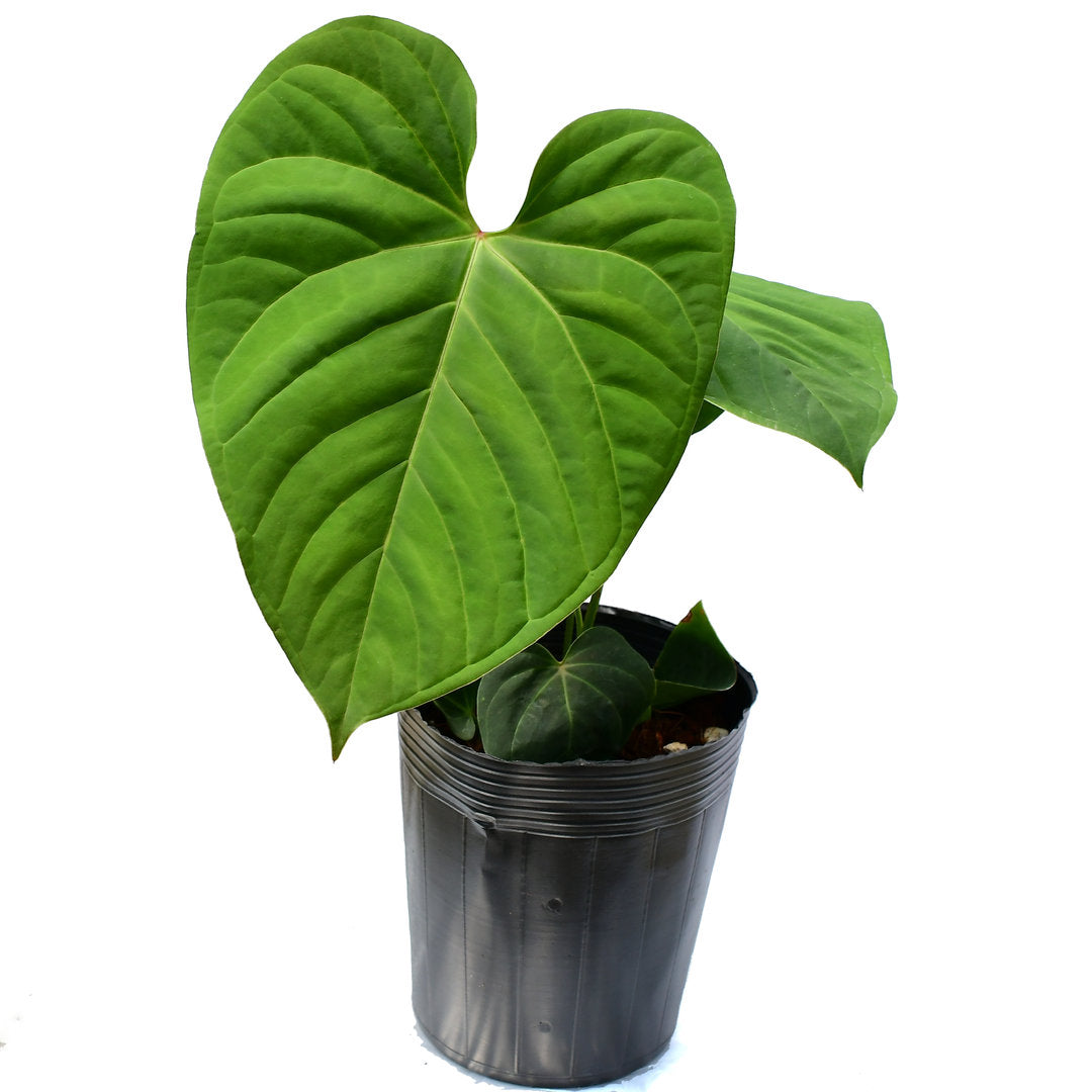 anthurium coin price Anthurium Victory