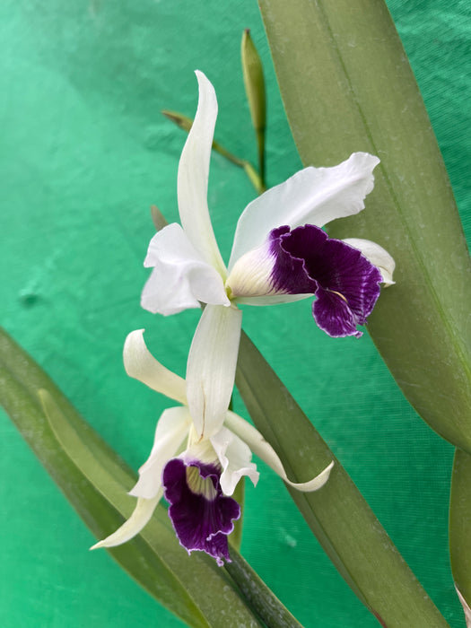 Cattleya purpurata uba tuba splash x uba tuba