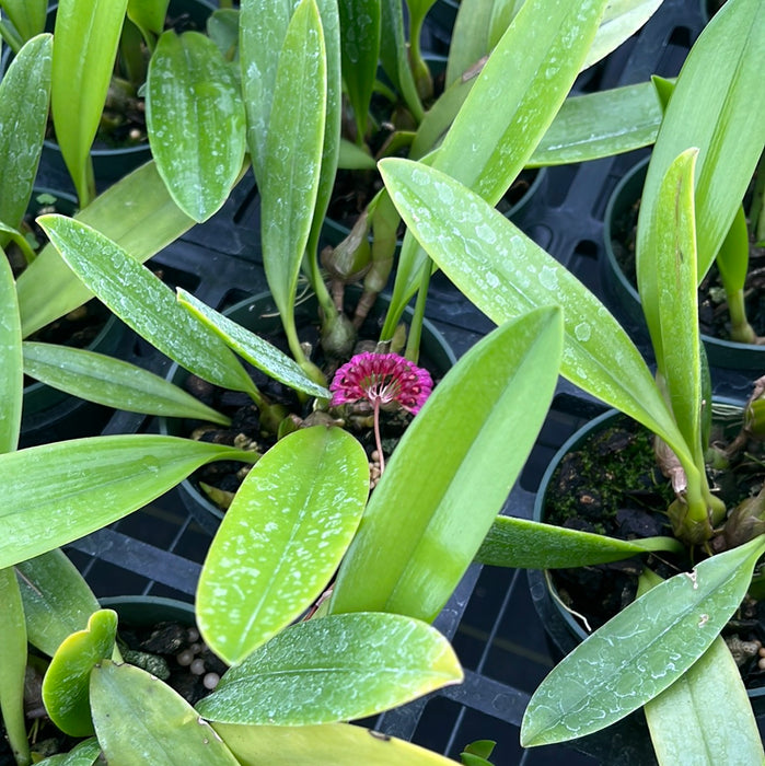 Bulbophyllum trigonopus
