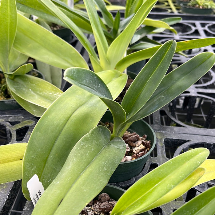 Paphiopedilum rothschildianum