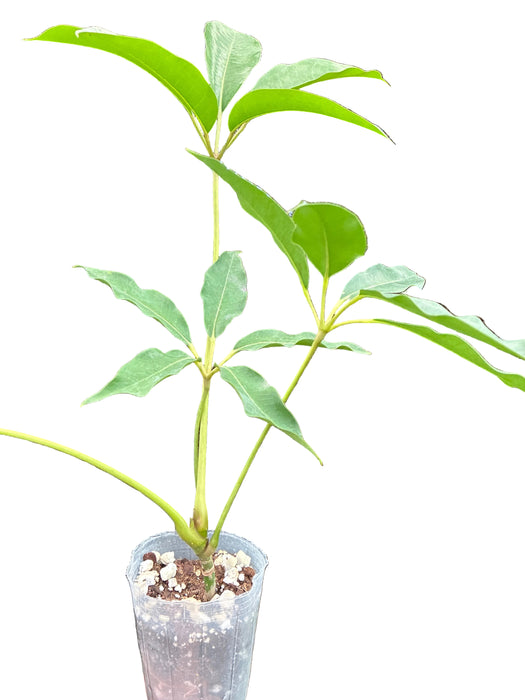 Tupidanthus calyptratus (green reversion)