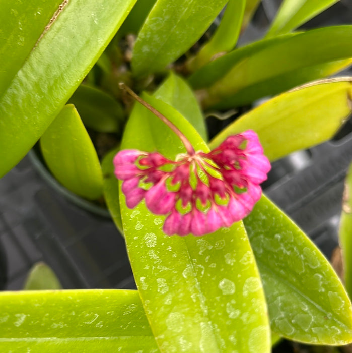 Bulbophyllum trigonopus