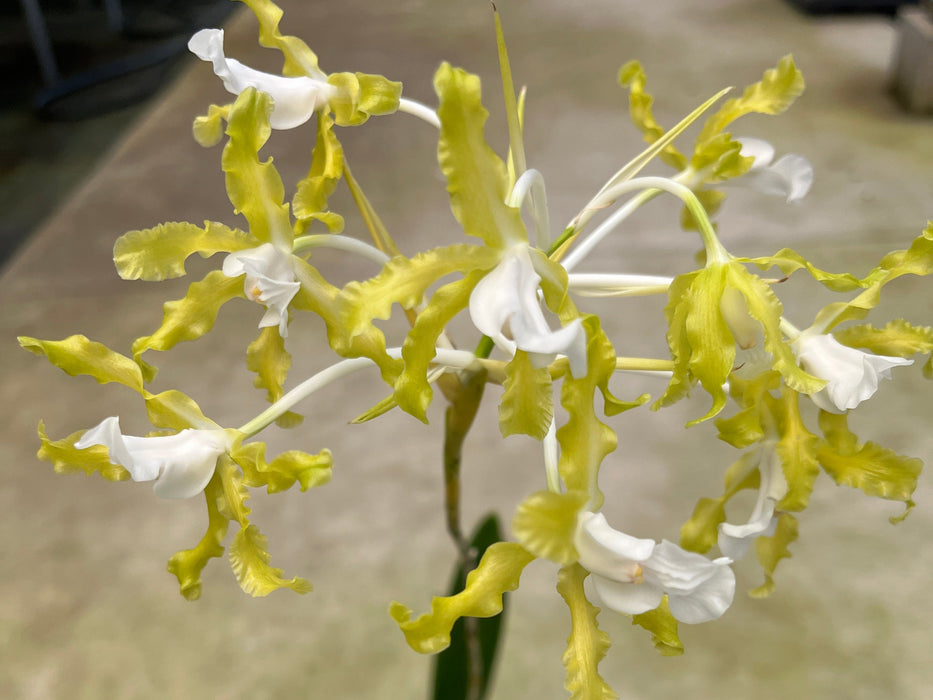 Schomburgkia undulata alba x self
