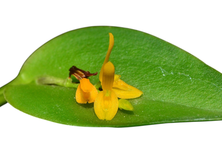 Acianthera polystachya