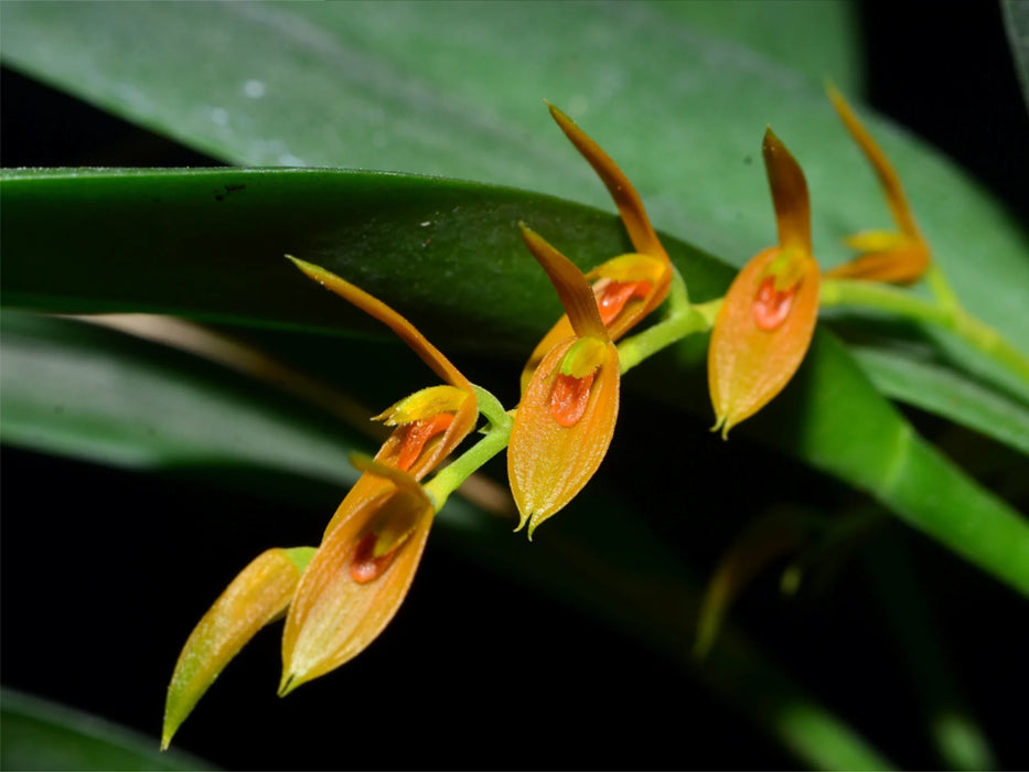 Acianthera polystachya