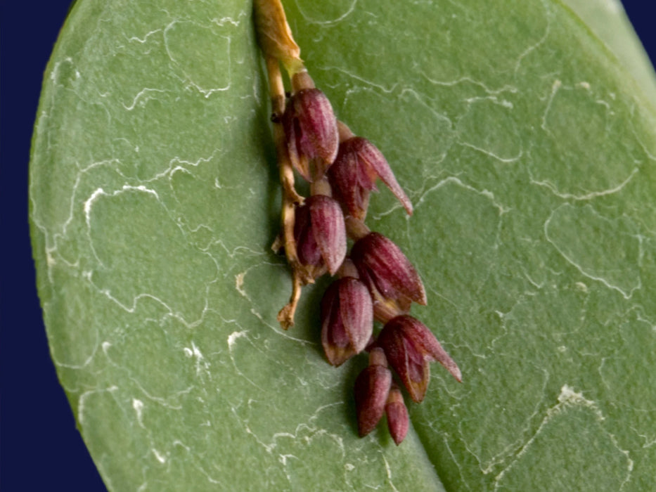 Acianthera prolifera