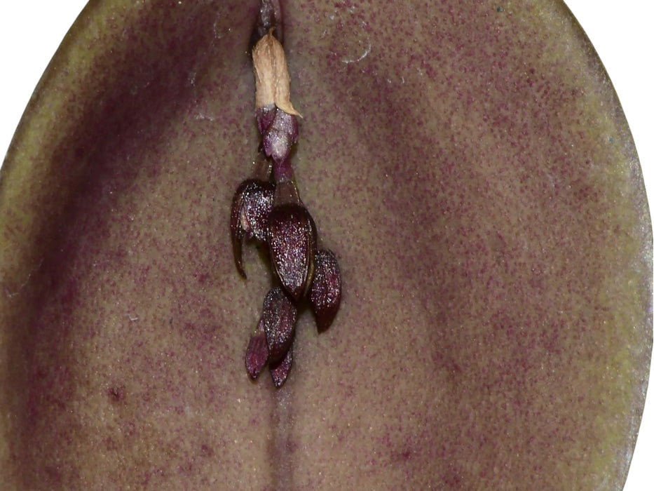 Acianthera prolifera