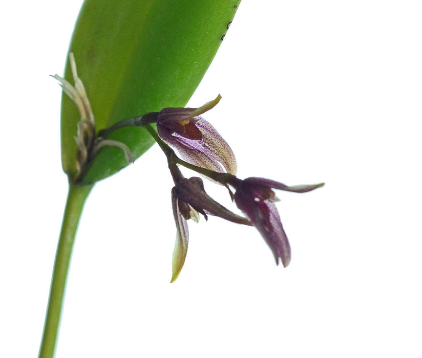 Acianthera pubescens