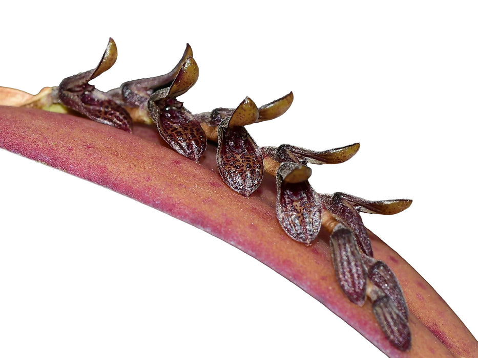 Acianthera pubescens