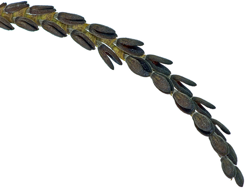Lepanthes hexapus