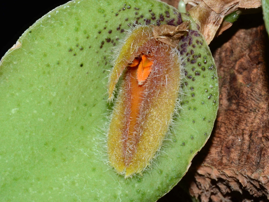 Acianthera nikoleae