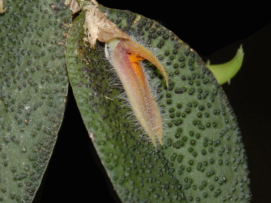 Acianthera nikoleae