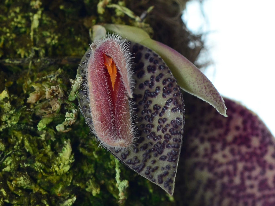 Acianthera nikoleae