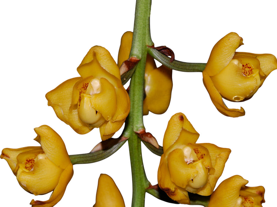 Acineta sella-turcica