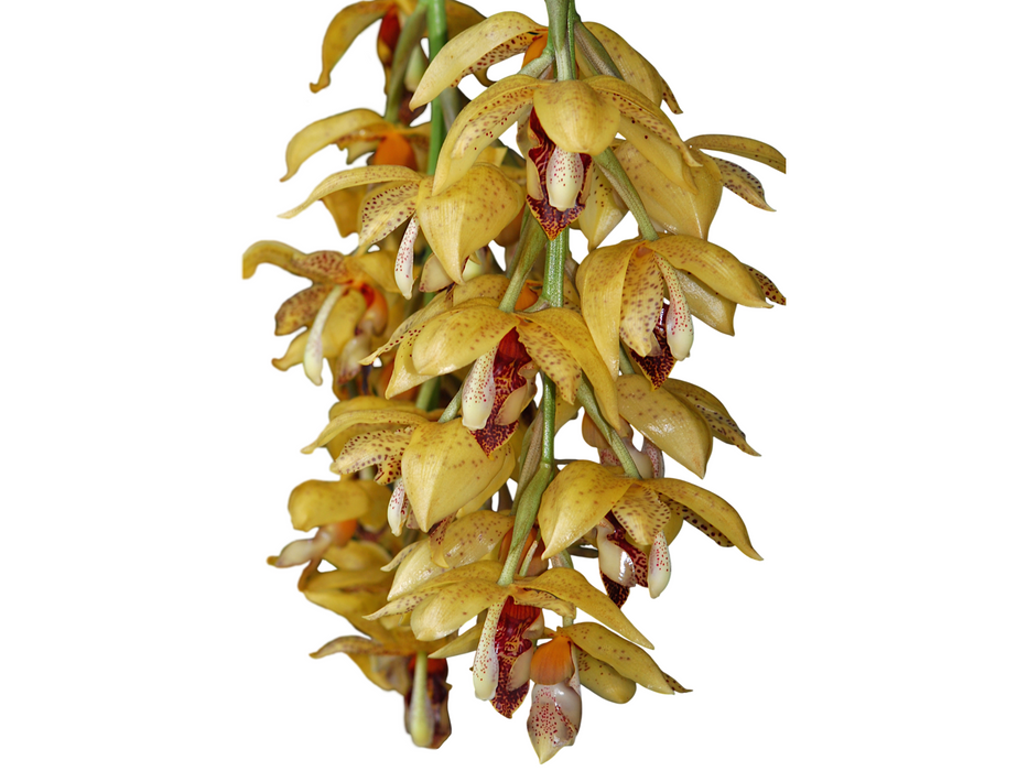 Aciopea Walnut Valley Sunshine