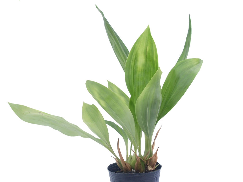 Aciopea Ingrid Suarez