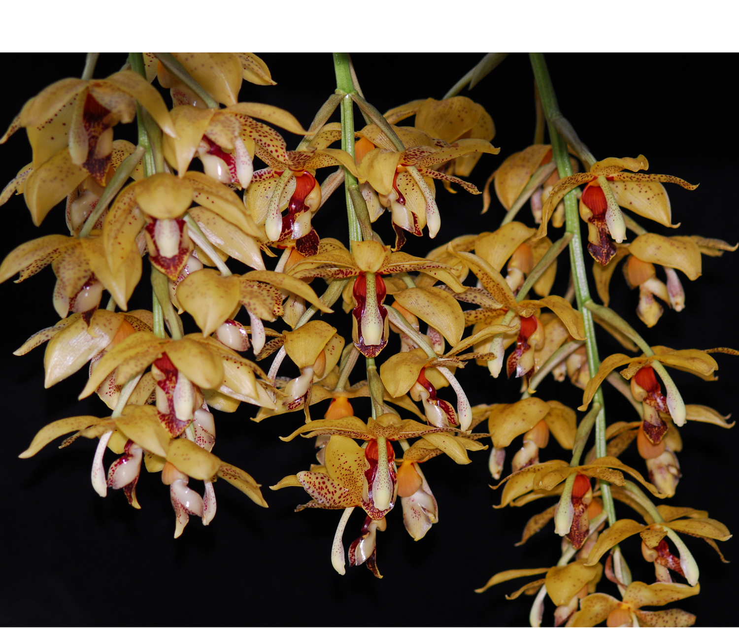 Aciopea Walnut Valley Sunshine