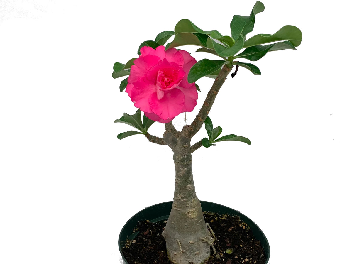 Adenium Spp Adenium sp — Ecuagenera USA Corp