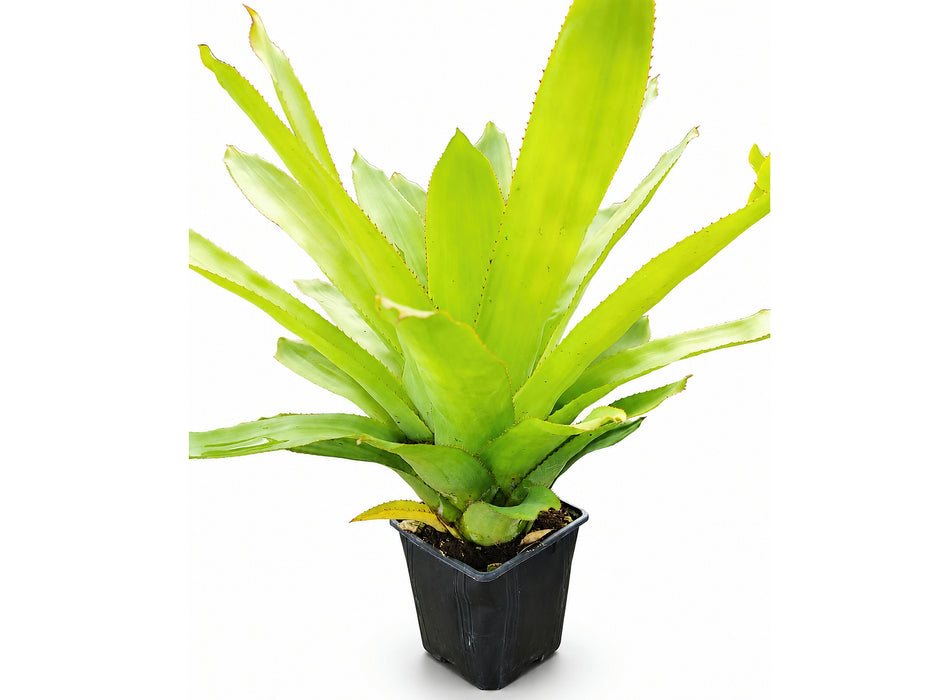 Aechmea Del Mar