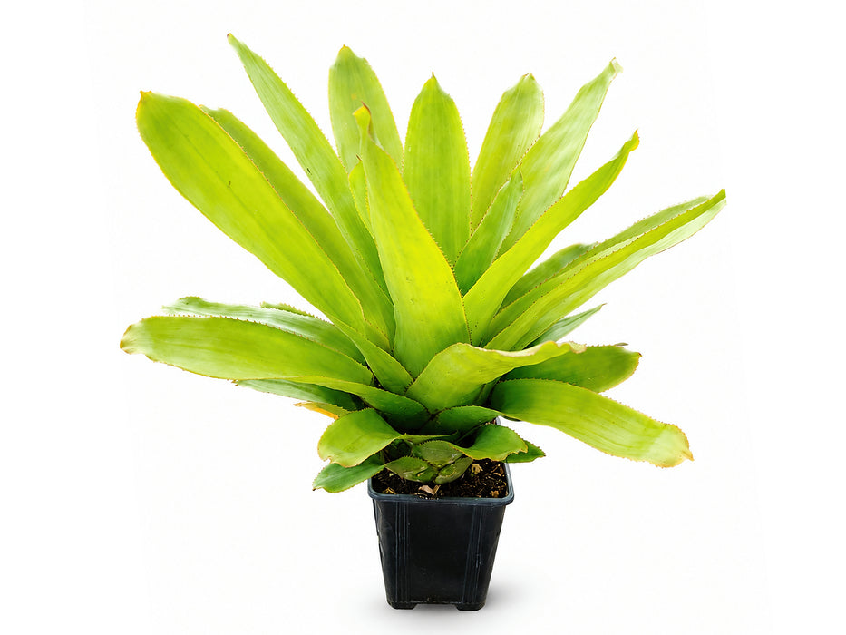 Aechmea Del Mar